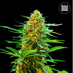 AUTO BANANA MONKEY · Bulk Seed Bank · semillas de marihuana · Auto Fem