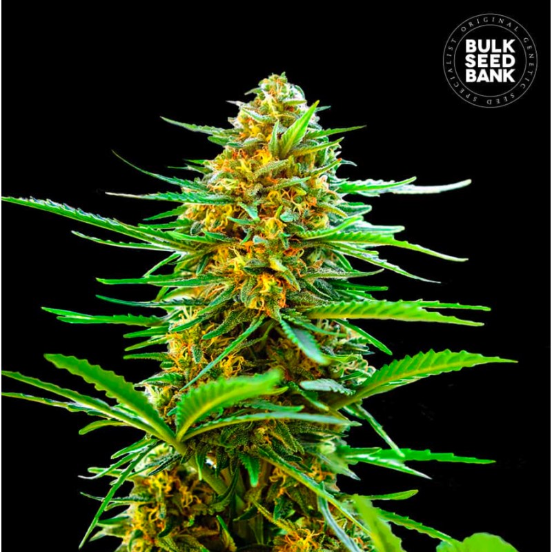 AUTO BANANA MONKEY · Bulk Seed Bank · semillas de marihuana · Auto Fem