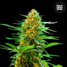 AUTO BANANA MONKEY · Bulk Seed Bank · cannabis seeds · Auto Fem