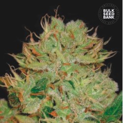 AUTO BIGGER BUD · Bulk Seed Bank · semi di canapa · Auto Fem