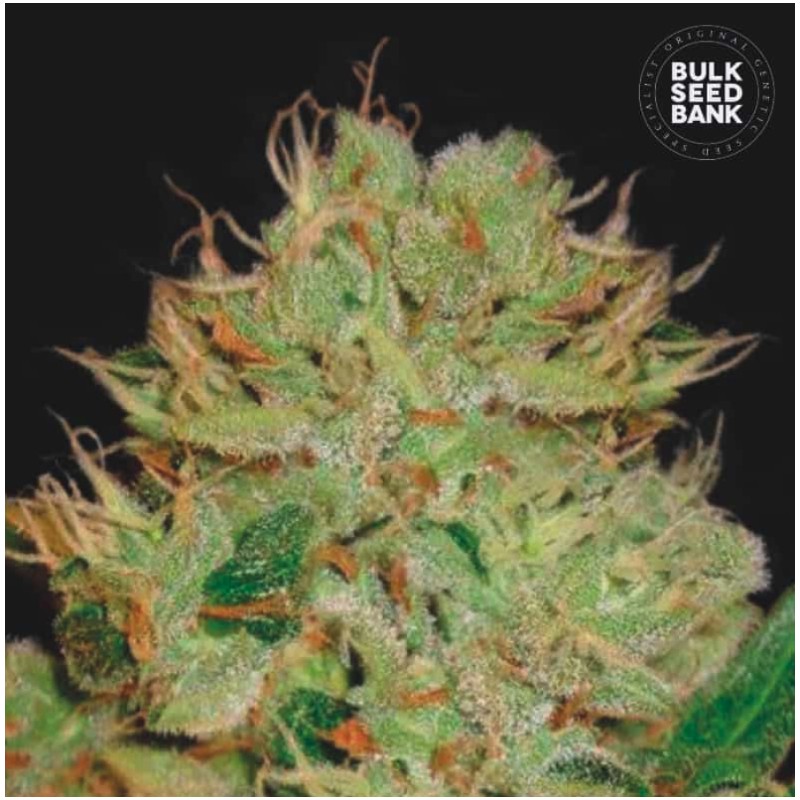 AUTO BIGGER BUD · Bulk Seed Bank · semi di canapa · Auto Fem