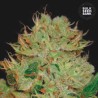 AUTO BIGGER BUD · Bulk Seed Bank · semi di canapa · Auto Fem
