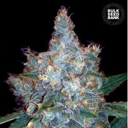 AUTO BLUEBERRY BERRY · Bulk Seed Bank · semi di canapa · Auto Fem