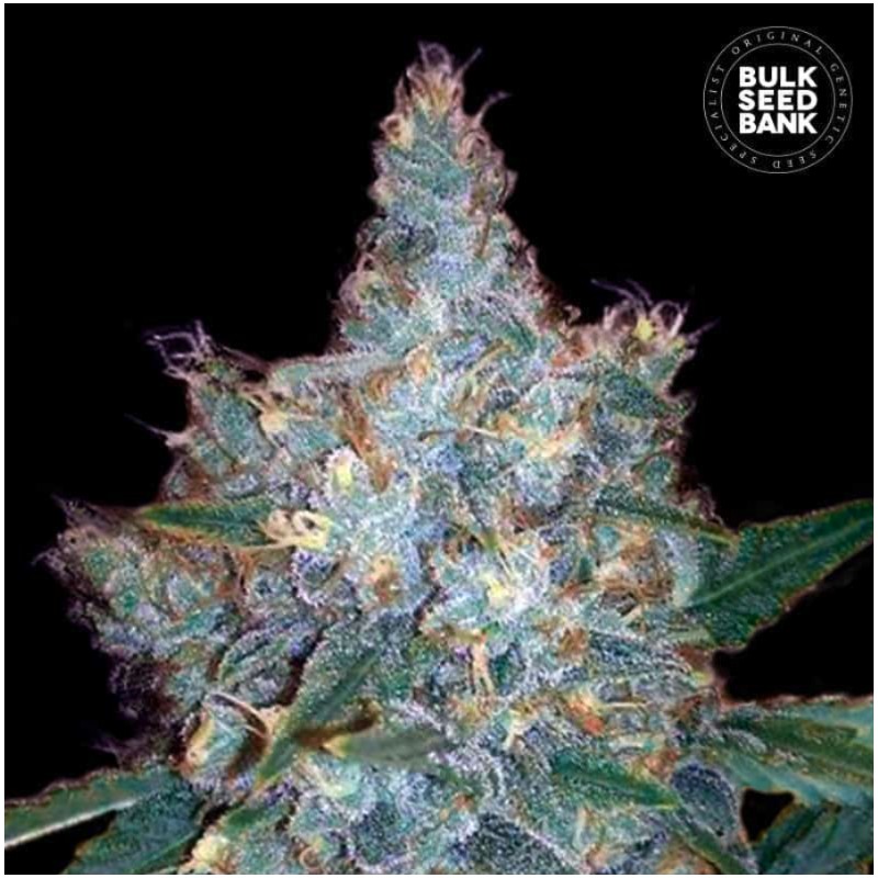 AUTO BLUEBERRY BERRY · Bulk Seed Bank · cannabis seeds · Auto Fem