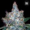 AUTO BLUEBERRY BERRY · Bulk Seed Bank · semi di canapa · Auto Fem