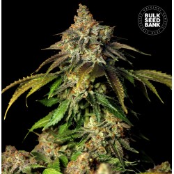 AUTO BRUCE BANNER 5 · Bulk Seed Bank · semi di canapa · Auto Fem