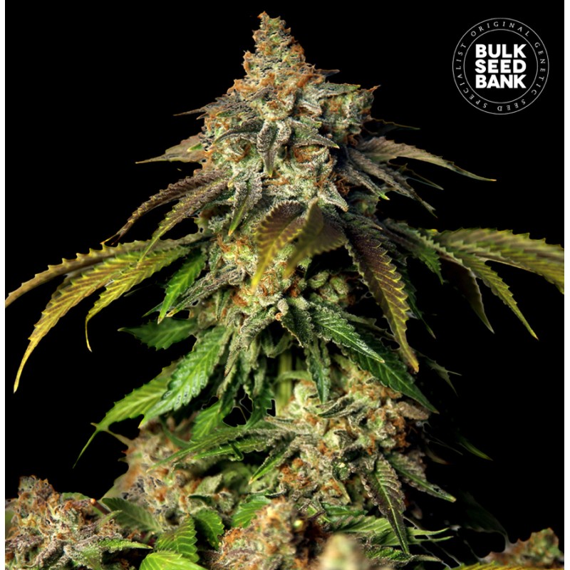AUTO BRUCE BANNER 5 · Bulk Seed Bank · semi di canapa · Auto Fem
