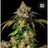 AUTO BRUCE BANNER 5 · Bulk Seed Bank · semi di canapa · Auto Fem