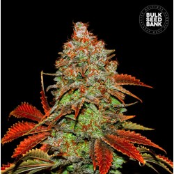 AUTO BUBBLEGUM EXTRA · Bulk Seed Bank · semi di canapa · Auto Fem