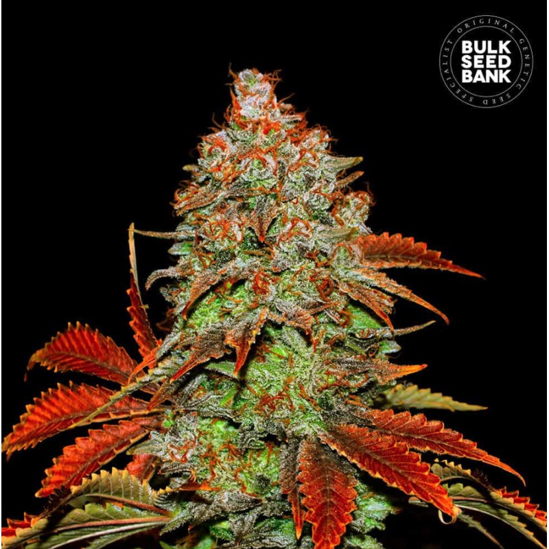 AUTO BUBBLEGUM EXTRA · Bulk Seed Bank · semillas de marihuana · Auto Fem