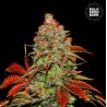 AUTO BUBBLEGUM EXTRA · Bulk Seed Bank · semi di canapa · Auto Fem
