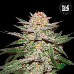 AUTO CARAMEL KING · Bulk Seed Bank · semi di canapa · Auto Fem