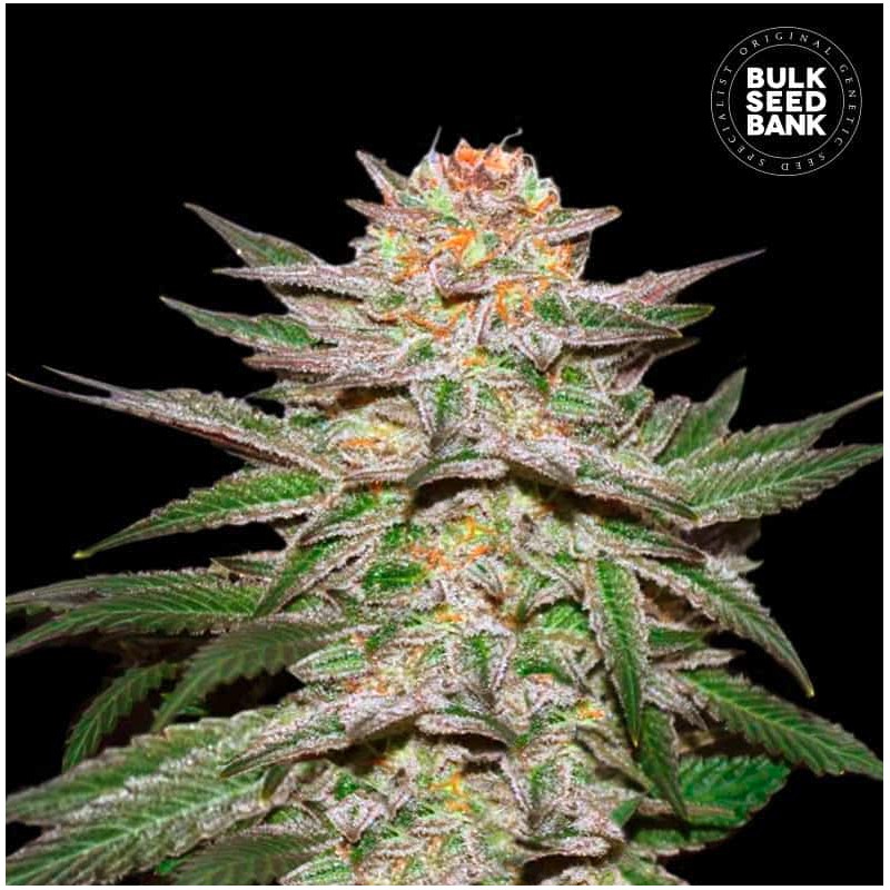 AUTO CARAMEL KING · Bulk Seed Bank · cannabis seeds · Auto Fem