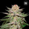 AUTO CARAMEL KING · Bulk Seed Bank · semi di canapa · Auto Fem
