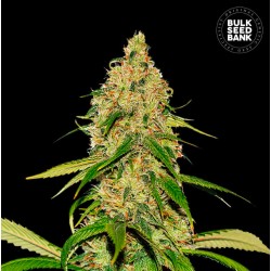 AUTO CBD WHITE WIDOW · Bulk Seed Bank · cannabis seeds · Auto Fem