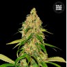 AUTO CBD WHITE WIDOW · Bulk Seed Bank · semi di canapa · Auto Fem