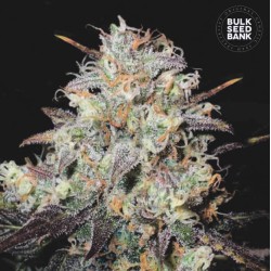 AUTO COCOPOPO · Bulk Seed Bank · cannabis seeds · Auto Fem