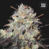 AUTO COCOPOPO · Bulk Seed Bank · cannabis seeds · Auto Fem