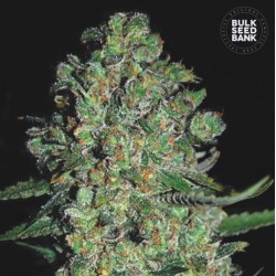 AUTO CHRONICAL · Bulk Seed Bank · semi di canapa · Auto Fem