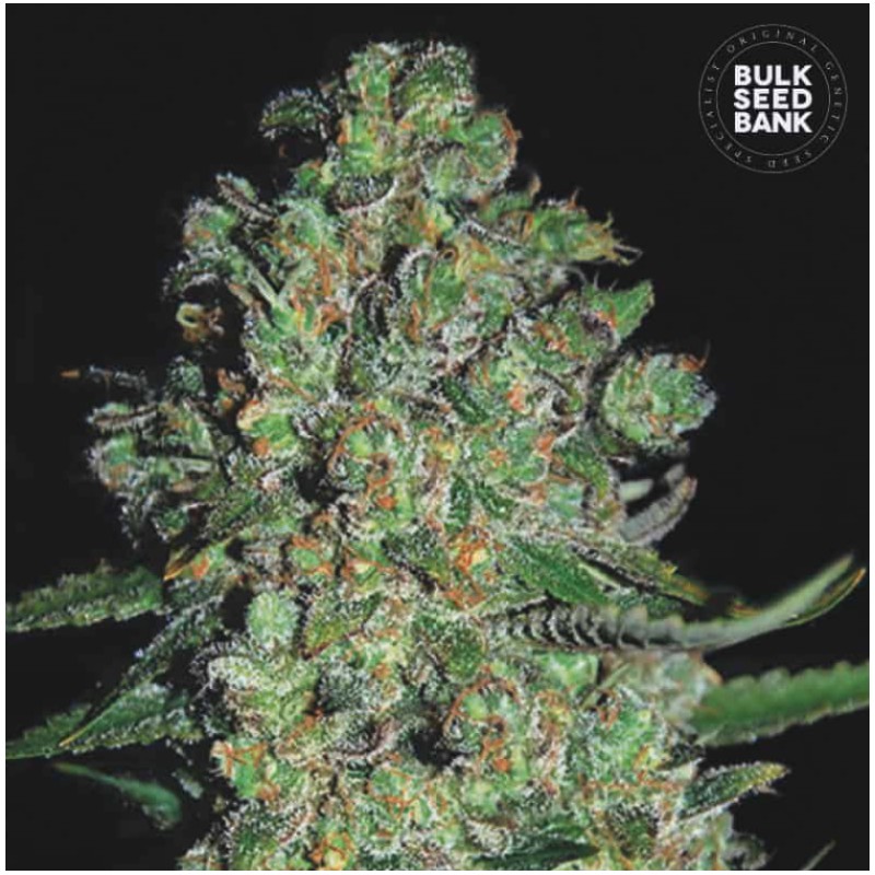AUTO CHRONICAL · Bulk Seed Bank · cannabis seeds · Auto Fem