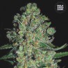 AUTO CHRONICAL · Bulk Seed Bank · semillas de marihuana · Auto Fem