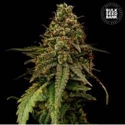 AUTO COFFE ROCKET · Bulk Seed Bank · semillas de marihuana · Auto Fem