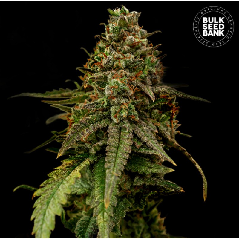 AUTO COFFE ROCKET · Bulk Seed Bank · semillas de marihuana · Auto Fem