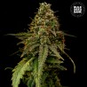 AUTO COFFE ROCKET · Bulk Seed Bank · semi di canapa · Auto Fem