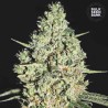 AUTO CRITICAL · Bulk Seed Bank · semillas de marihuana · Auto Fem