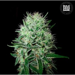 AUTO DEVIL KISS · Bulk Seed Bank · semi di canapa · Auto Fem