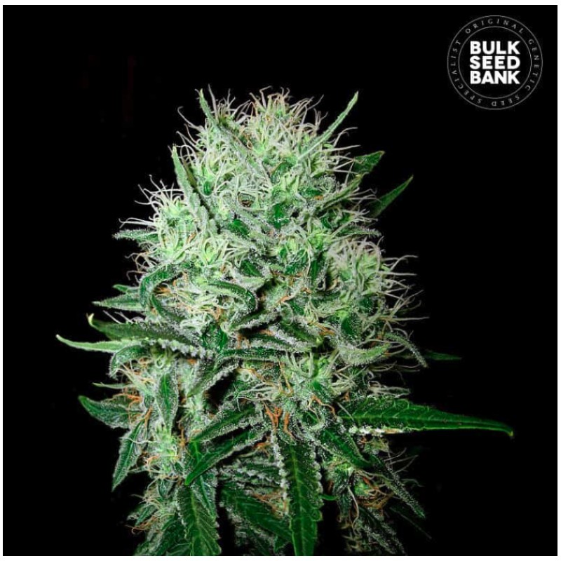 AUTO DEVIL KISS · Bulk Seed Bank · semillas de marihuana · Auto Fem