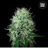 AUTO DEVIL KISS · Bulk Seed Bank · semillas de marihuana · Auto Fem