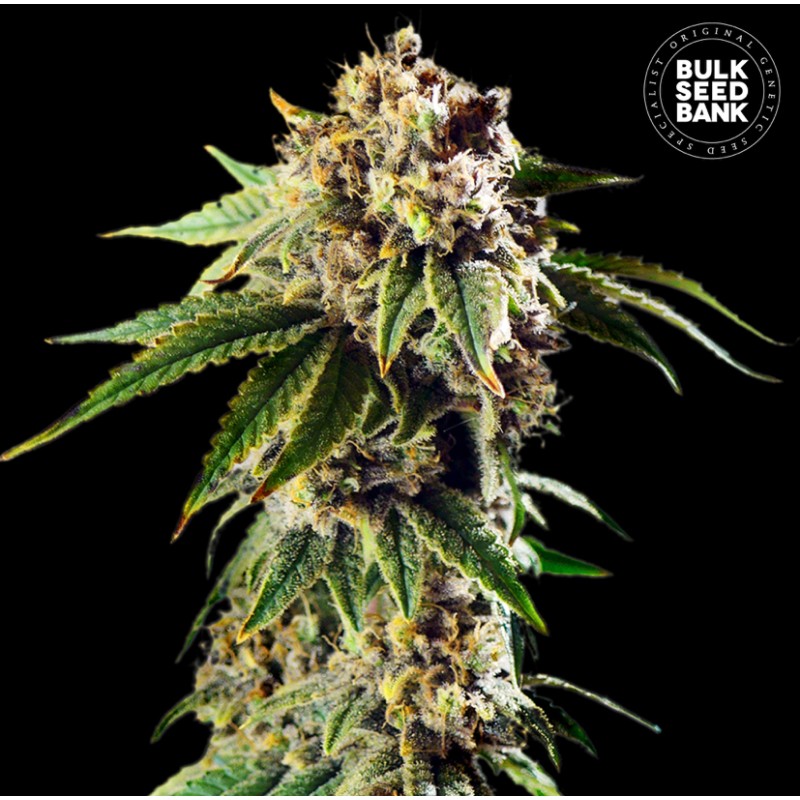 AUTO DOSIDOS ROCKETOS · Bulk Seed Bank · semillas de marihuana · Auto Fem