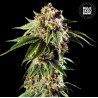 AUTO DOSIDOS ROCKETOS · Bulk Seed Bank · semi di canapa · Auto Fem