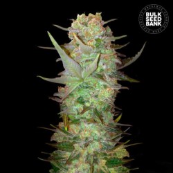 AUTO DUBAI POISON · Bulk Seed Bank · semi di canapa · Auto Fem