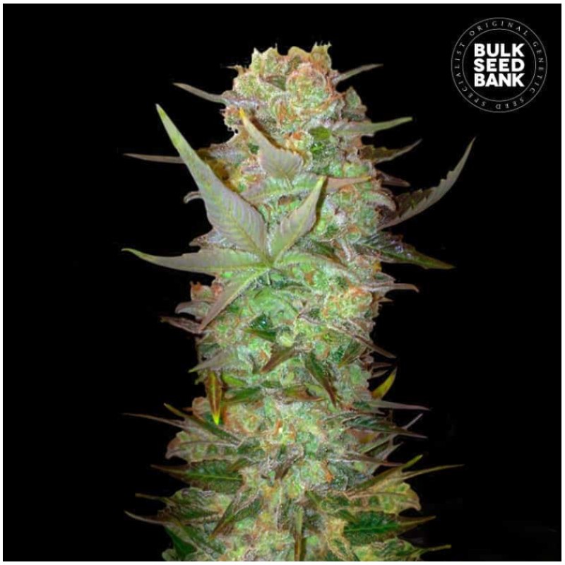 AUTO DUBAI POISON · Bulk Seed Bank · cannabis seeds · Auto Fem