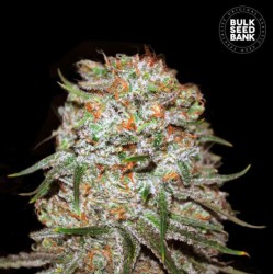 AUTO EAST RYDER · Bulk Seed Bank · cannabis seeds · Auto Fem
