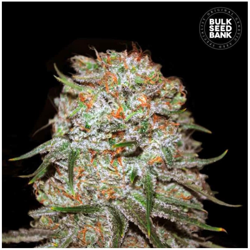 AUTO EAST RYDER · Bulk Seed Bank · semillas de marihuana · Auto Fem