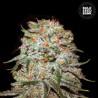 AUTO EAST RYDER · Bulk Seed Bank · semillas de marihuana · Auto Fem