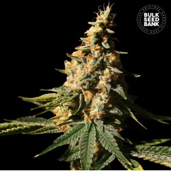 AUTO EXTRA MINTZ · Bulk Seed Bank · semillas de marihuana · Auto Fem