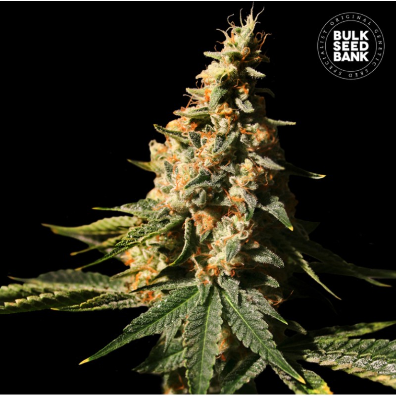 AUTO EXTRA MINTZ · Bulk Seed Bank · semi di canapa · Auto Fem