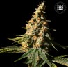 AUTO EXTRA MINTZ · Bulk Seed Bank · semi di canapa · Auto Fem