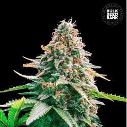 AUTO GELATO SAMBA · Bulk Seed Bank · semillas de marihuana · Auto Fem