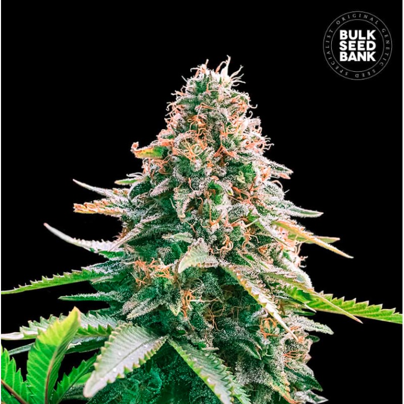 AUTO GELATO SAMBA · Bulk Seed Bank · semi di canapa · Auto Fem