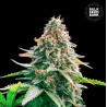 AUTO GELATO SAMBA · Bulk Seed Bank · semi di canapa · Auto Fem