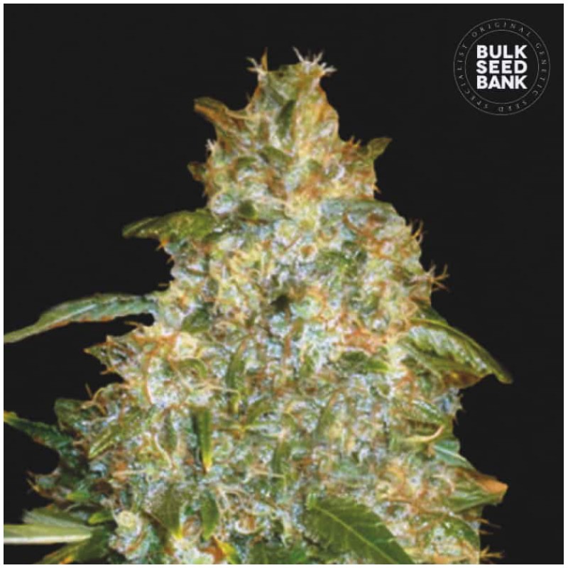 AUTO GOOD WILD SHARK · Bulk Seed Bank · semillas de marihuana · Auto Fem