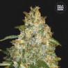 AUTO GOOD WILD SHARK · Bulk Seed Bank · semillas de marihuana · Auto Fem