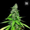 AUTO GRANDE CRACK · Bulk Seed Bank · cannabis seeds · Auto Fem
