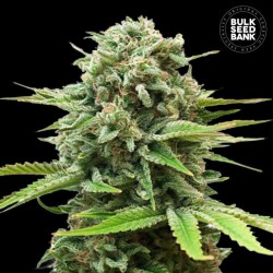 AUTO GUERILLA GLUE · Bulk...
