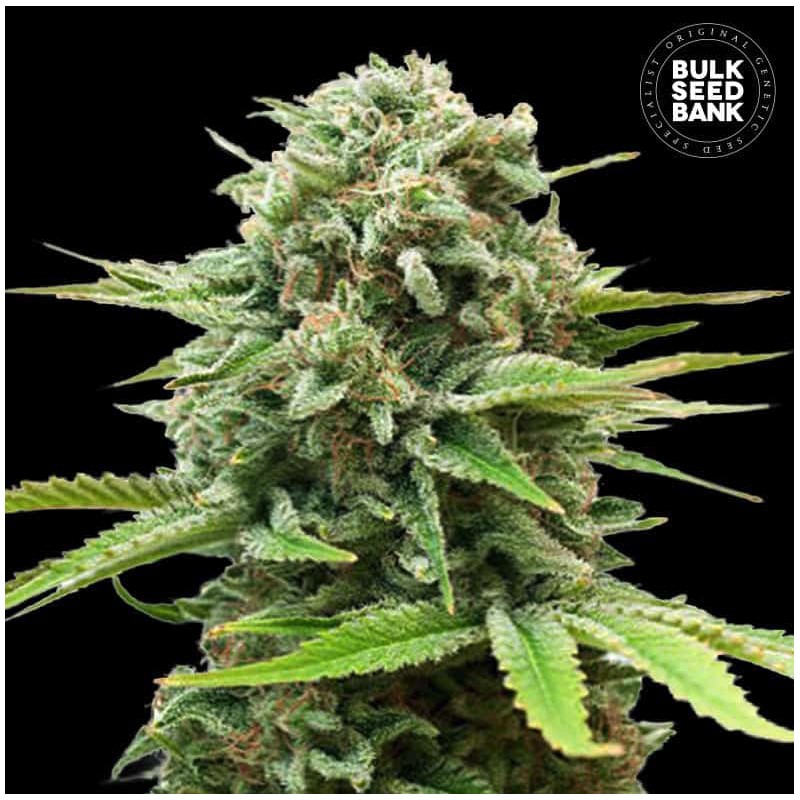 AUTO GUERILLA GLUE · Bulk Seed Bank · semi di canapa · Auto Fem